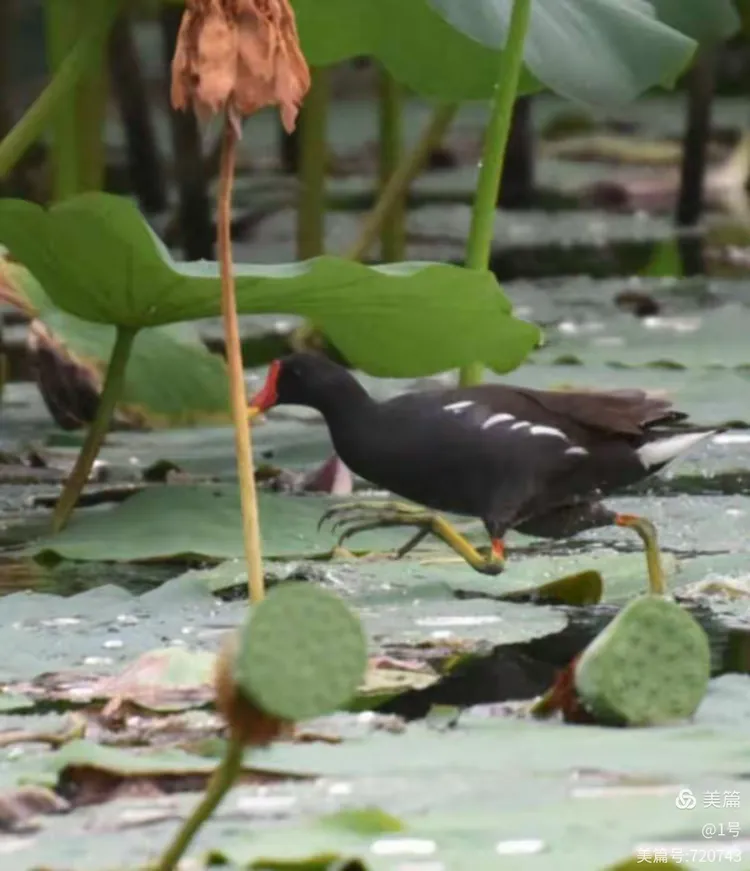 滨河公园里的红头水鸡